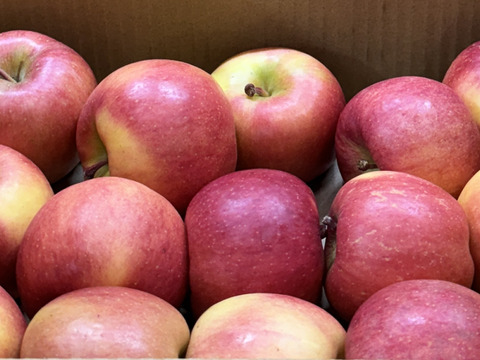 🍎小玉が多め🍎【お買い得・バラ詰め】こうとく !! 約3Kg 家庭用 高徳 数量限定 りんご『話題のリンゴはここみつけたら即買いをお勧めします!!』