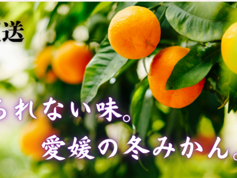 大特価！】☆ 地元でも大人気！ 興居島産 愛果 【まどんな】 10kg M