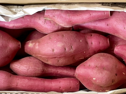 訳ありでもホックリサラリ！新品種「ゆきこまち」色々なサイズ入り  3キロ箱