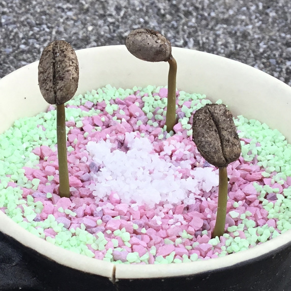 沖縄珈琲畑