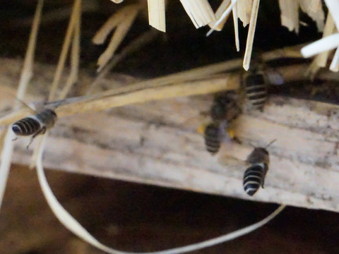 貴重！日本ミツバチの蜂蜜100g×2個【無添加非加熱】