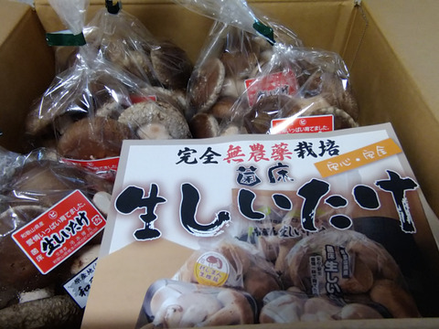 菌床生しいたけ！小さくても美味しい１㎏