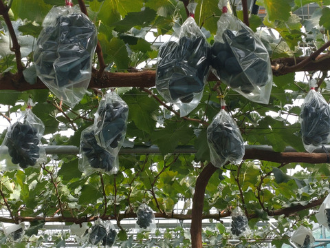 【ナガノパープル大房1房約750g】