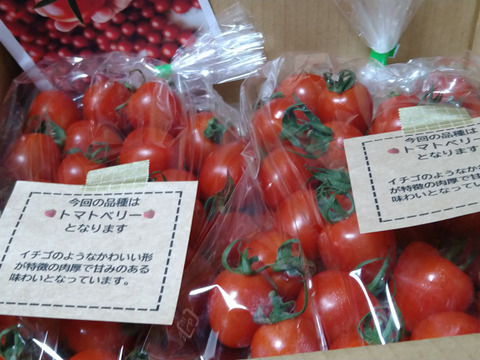 ハート型でかわいいミニトマト　完熟トマトベリー単品 1.5kg【千葉県旭市産】