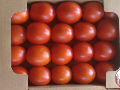 完熟加熱用トマト「アイランドルビー」1箱