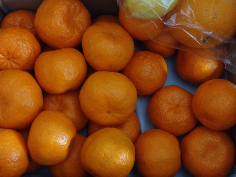 美味しさギュッと！瀬戸内のポンカン（ご家庭用・4Kg）