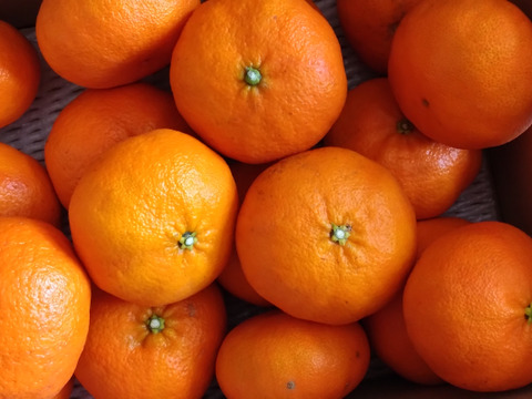 ⭐️歯切れのよさと、上品な甘さ⭐️　甘平　家庭用5キロ