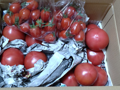 毎日トマト！栄ちゃんトマト（小さめ＆プチトマトのセット商品