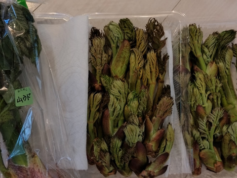 【300g】山菜の王様登場！妙高山の手摘み天然朝採りたらの芽 1番芽のみ厳選出荷いたします