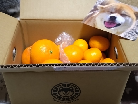 【旬は一瞬】福まどんな + 福みかん 各1kg《ご家庭用》｜サイズ混合｜愛媛・西宇和産｜こたつで食べたい！みかん・まどんなセット