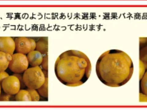 訳アリしらぬい8㎏