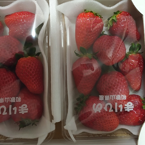 朝採りいちご まりひめ デラックスサイズ：和歌山県産のまりひめ