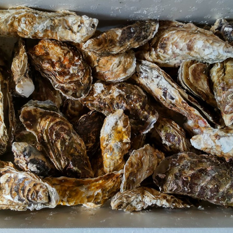 素晴らしい 10％OFF設定中】加熱用5kg 5名様用の牡蠣 殻付 殻付き牡蠣 魚介