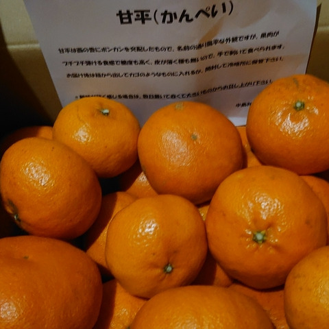 甘平 訳あり10kg 愛媛県産：愛媛県産のみかん・柑橘類｜食べチョク