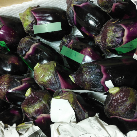 日本一のブランド茄子 りんごあめ 十全 新潟特産 と絹皮 大阪特産 の水茄子食べ比べセット 茄子漬けキッド 新潟県のレビュー一覧 食べチョク 農家 漁師の産直ネット通販 旬の食材を生産者直送