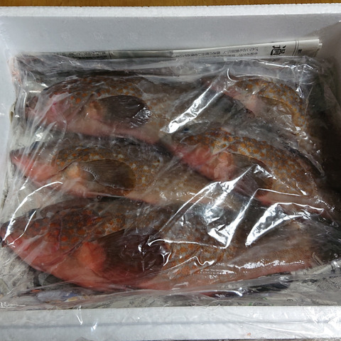 幻の魚 ｱｺｳ ｷｼﾞﾊﾀ 0 2 0 4 5匹 香川県のレビュー一覧 食べチョク 産地直送 産直 お取り寄せ通販 農家 漁師から旬の食材を直送