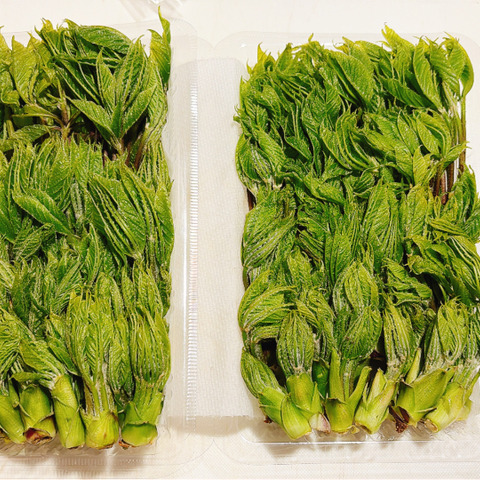 再再再販【300g】山菜の女王ついに降臨！妙高山の手摘み天然こしあぶら