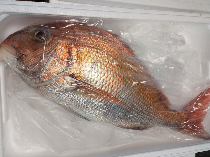 ↑ マダイと、根魚がメインです🐟️