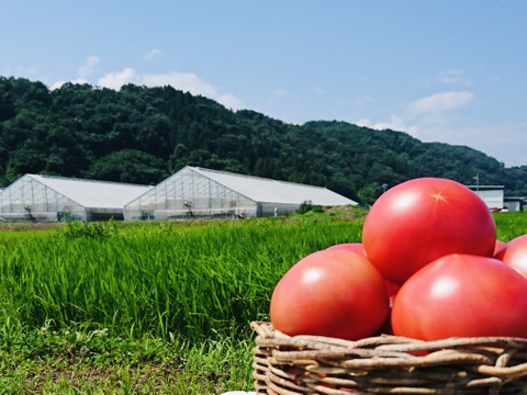 『期間限定』mega tomato‼長野の自然が育てた恵み『陽の香り』