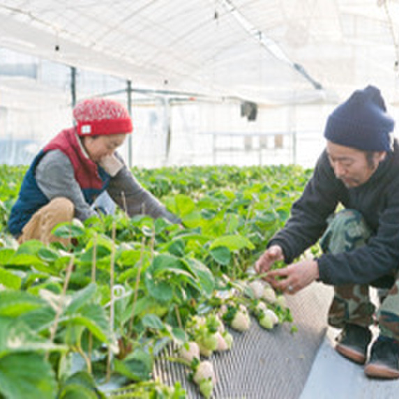 令和6年度(新米)あきたこまち秋田県産 （令和6年産 新米※《定期