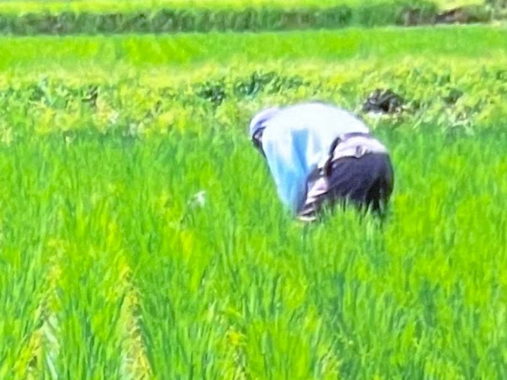 令和6年産／特別栽培米】コシヒカリ 30kg（玄米）：千葉県産のお