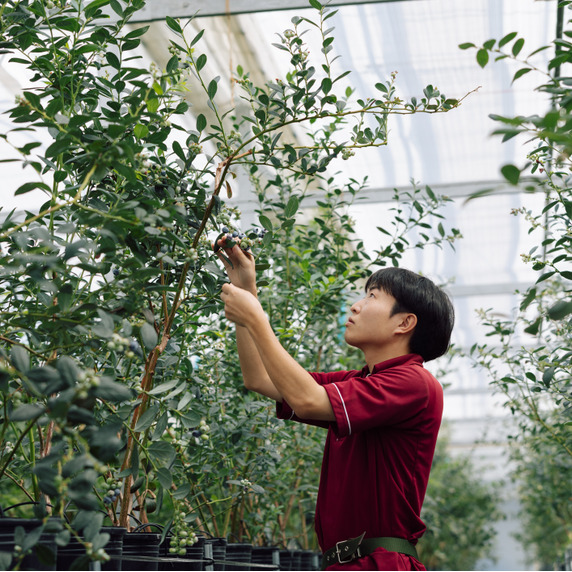 トヨカワブルーベリーヒルズ