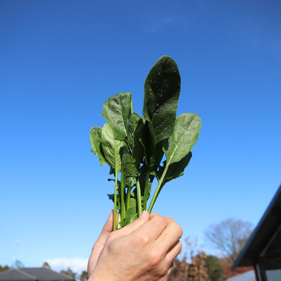 chiba farm