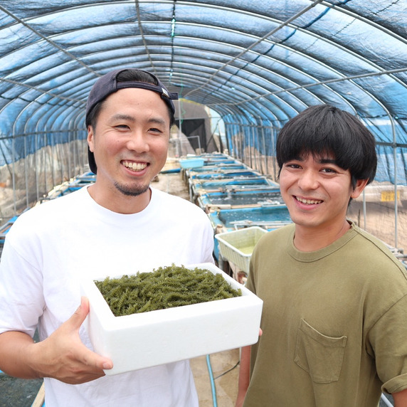 海ぶどう屋さん　富永養殖