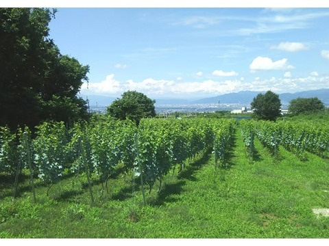 【数量限定】長野県産白ワイン　ル・コマンスマン　ソーヴィニヨンブラン2020