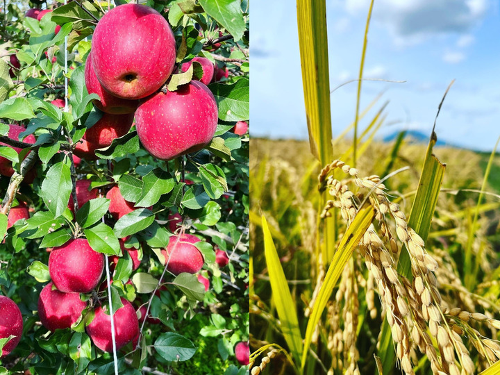 🍎りんごもお米も必ず完熟の状態で収穫🌾