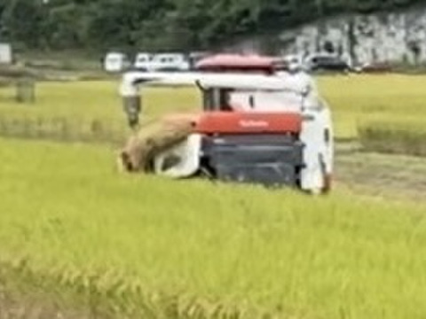 令和7年産ヒノヒカリ玄米30kg