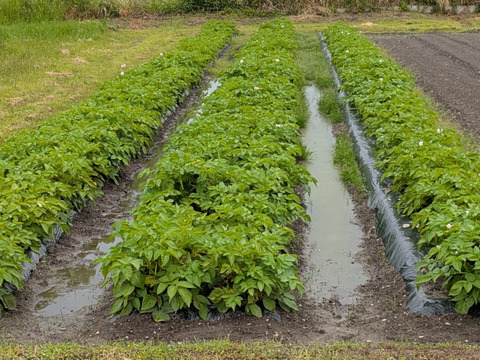 令和７年度香川県産新じゃがいも　キタアカリ