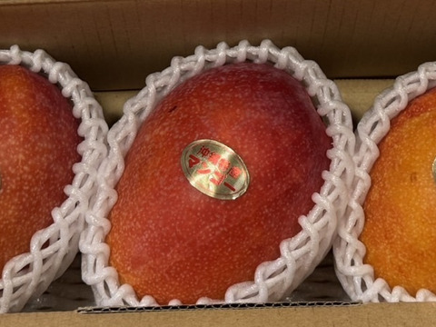 数量限定価格！【沖縄県産】アップルマンゴー。自宅用☆3玉入り（約1kg）