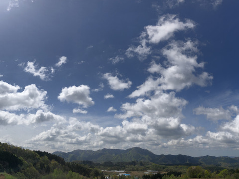 ※旬もの（まもなく終了）【農薬・化学肥料不使用栽培】青森県産　にんにくの芽　200ｇ（クール便発送）