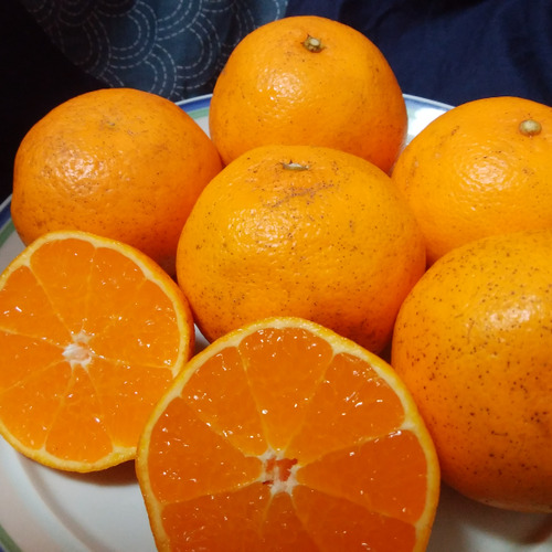 はるみ　箱重量込み４㎏（自然栽培）【熨斗対応可】