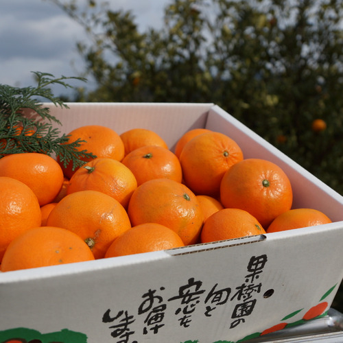 【樹上で完熟】「麗紅」プレミアム5㎏（大中小混合）お買得です。