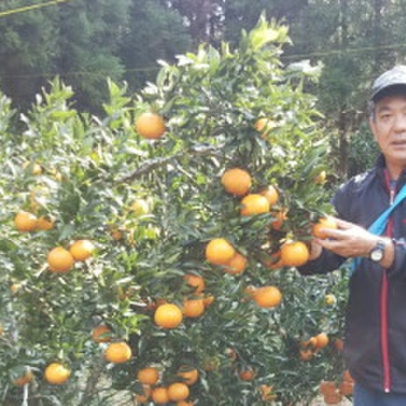 西果樹園