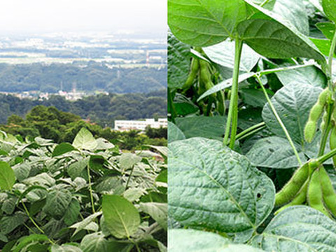 天狗印枝豆　味緑（みりょく）２５０g☓２０袋