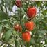 JAPAN vegetables
