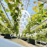 GRAPE BASE