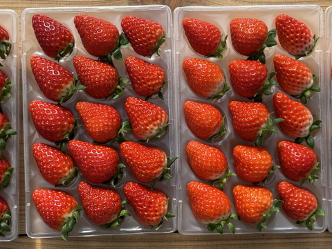贈答用イチゴ14品種セット　250g×4p　【いちご食べ比べ】