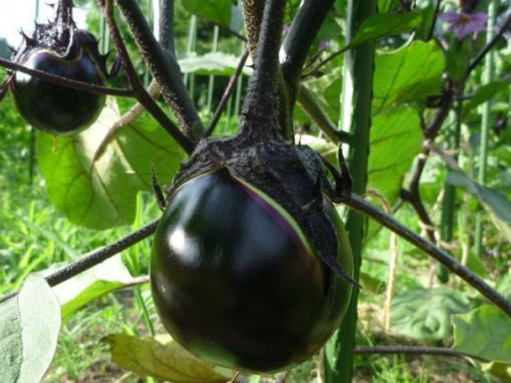 ナチュラルハートの紹介 山梨県 食べチョク 農家 漁師の産直ネット通販 旬の食材を生産者直送