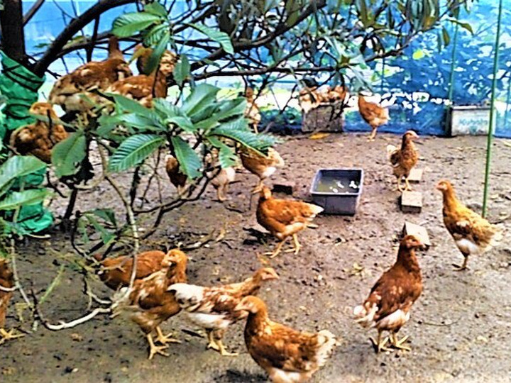 放し飼いのロイヤル健康たまご(特定飼育卵)：福岡県産の平飼い｜食べ
