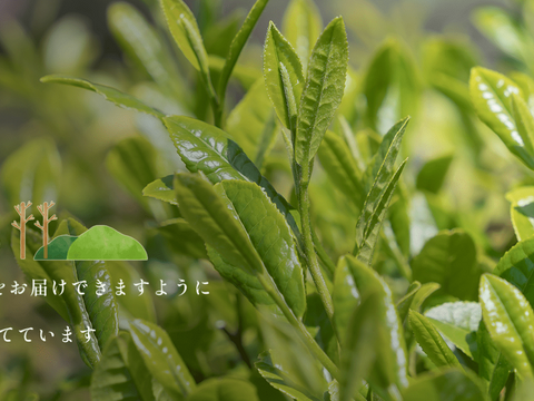 乳酸菌後発酵 阿波番茶「神田茶」茶葉200g 晩茶 日本茶