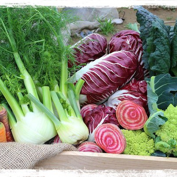 FENNEL