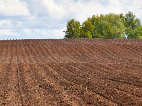 【紅芯大根】 千葉産  6㎏セット