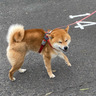 コロタファーム