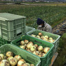 彩farm淡路島