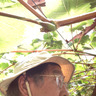 グリーンバード葡萄園