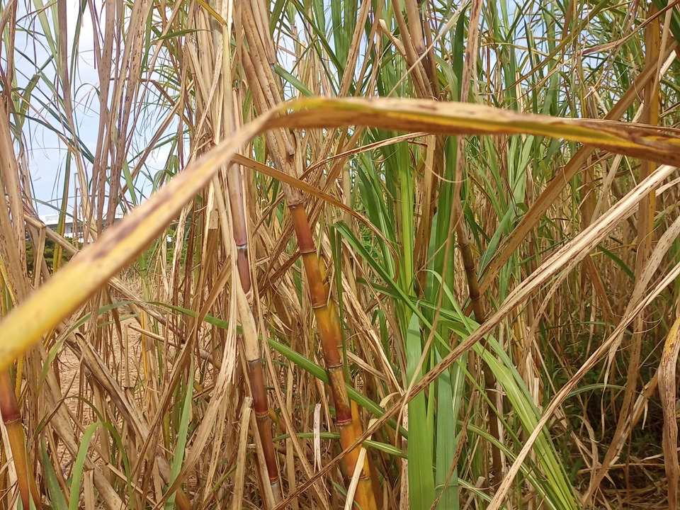 1度はかじってみたい 沖縄のサトウキビ🌾 900g:沖縄県産の果物|食べチョク|産地直送(産直)お取り寄せ通販 - 農家・漁師から旬の食材を直送